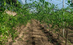 大棚冬枣后期管理关键有哪些？