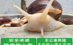 蜗牛种牛养殖技术视频怎么学？