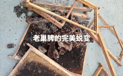 蜜蜂养殖技术 旧巢脾