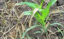 玉米割苗技术真是骗局吗？增产还是减产？