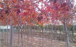 美国红枫种植管理技术有哪些要点？