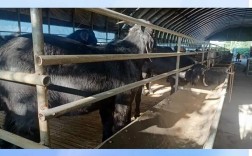 杜泊羊2025年价格