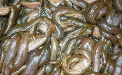 农广天地揭秘蚂蟥养殖技术，新手如何掌握关键步骤实现高产？