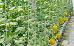 东北香瓜咋种？视频技术要点有哪些？