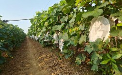 夏黑葡萄栽培技术视频，如何高效种植？