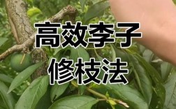 李树幼苗修剪技术视频，如何正确操作？
