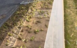 青蛙养殖如何优化食料味养技术？