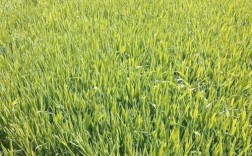 春小麦种植技术视频，关键步骤有哪些？