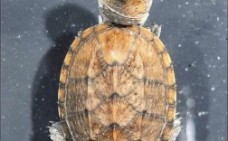 2025安布龟苗价格会是多少？