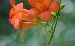 凌霄花最耐寒的品种