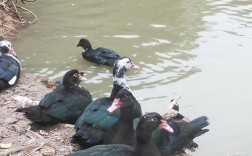 什么品种番鸭飞行能力最强？