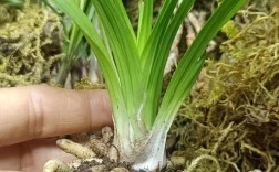 粗根兰花是什么品种