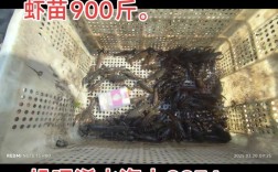 屋内龙虾立体养殖技术如何高效实现？