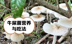 牛粪种蘑菇技术视频，真可行吗？