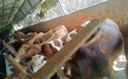 养牛技术实践，关键难点与核心秘诀是什么？