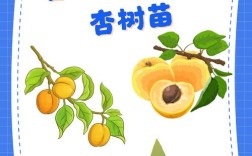 干燥杏子种子如何快速发芽？