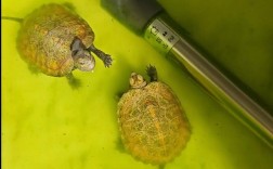 2025石龟苗最新价格多少钱一只？