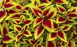 彩叶草品种有哪些？常见品种图片看这里！