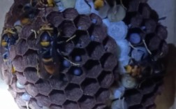 蜂蛹养殖技术视频哪里找全？