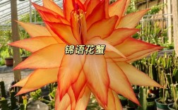 进口蟹爪兰品种图片大全有哪些？