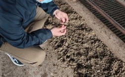 秸秆发酵养羊技术视频如何操作？