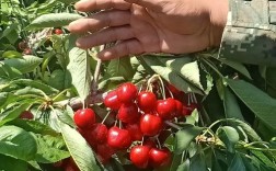 荆门沙王樱桃苗品种如何确保纯正？