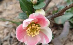 海棠花品种图片有哪些？