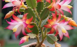 哪些蟹爪兰品种最值得栽培？