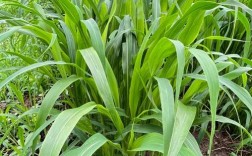 高产羊饲草品种有哪些？