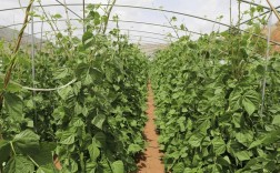 豆角大棚种植技术视频