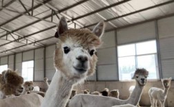 羊驼养殖视频全，新手能学会吗？