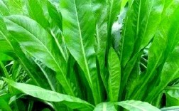 高蛋白牧草品种及图片