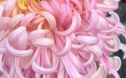 最贵的小菊花品种究竟有多珍稀？