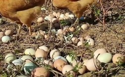 乡下养的土鸡是什么品种