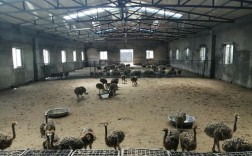 鸵鸟的养殖技术有哪些