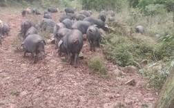 散养黑猪养殖技术视频有哪些要点？