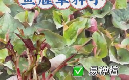 折耳根怎么种？高产技术有哪些？