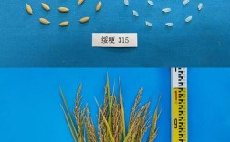 黑龙江水稻垦粳3品种有何优势？