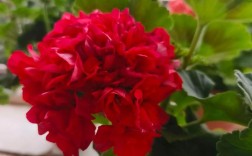 红色天竺葵品种有哪些？