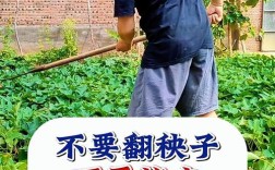 红薯种植视频有哪些关键技术要点？