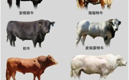 肉牛养殖选什么品种好？
