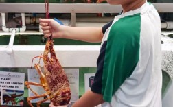 澳大利亚当地龙虾价格为何差异大？