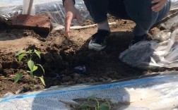 辣椒红薯套种，如何实现高产高效？