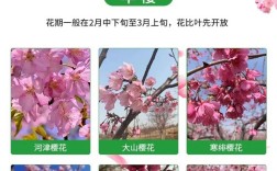秋季如何辨别樱花品种？