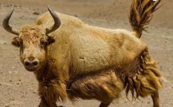 国内最贵牦牛品种是哪个？