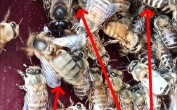 蜜蜂养殖技术视频全集该怎么学才有效？