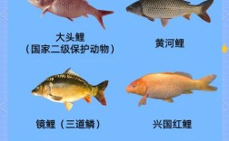 中国水产养殖鱼有哪些常见品种？