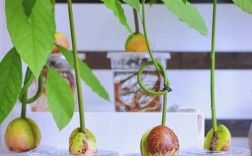 牛油果籽怎么种？关键步骤有哪些？