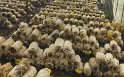 平菇熟料高产栽培技术如何实现？