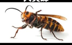 为何中蜂不易飞逃？